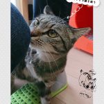 レス9番の画像サムネイル