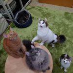 レス1番の画像サムネイル
