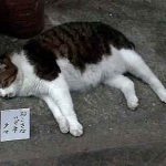 レス1番の画像サムネイル