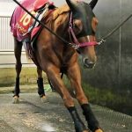 レス12番の画像サムネイル