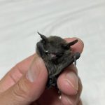 レス10番の画像サムネイル