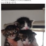 レス1番の画像サムネイル