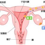 レス2番の画像サムネイル