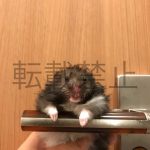 レス31番の画像サムネイル