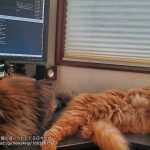 レス12番の画像サムネイル