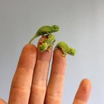 レス1番の画像サムネイル