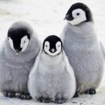 レス6番の画像サムネイル