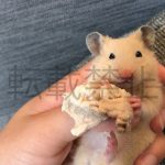 レス29番の画像サムネイル