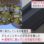 レス1番の画像サムネイル