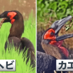 レス2番の画像サムネイル