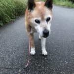 レス4番の画像サムネイル