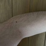 レス6番の画像サムネイル