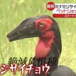 レス1番の画像サムネイル