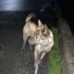 レス2番の画像サムネイル