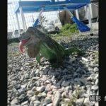 レス1番の画像サムネイル
