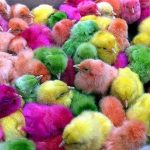 レス31番の画像サムネイル