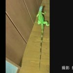レス1番の画像サムネイル