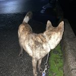 レス2番の画像サムネイル