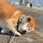 レス47番の画像サムネイル