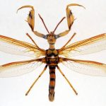 レス38番の画像サムネイル