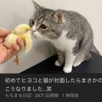 レス1番の画像サムネイル