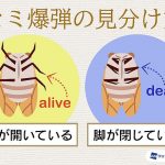 レス3番の画像サムネイル