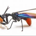 レス46番の画像サムネイル