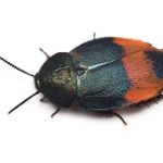 レス14番の画像サムネイル