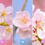 レス2番の画像サムネイル