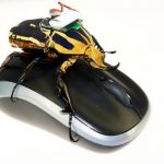 レス1番の画像サムネイル