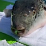 レス2番の画像サムネイル