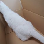 レス30番の画像サムネイル