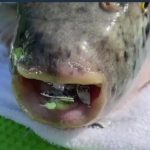レス2番の画像サムネイル