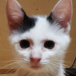 レス1番の画像サムネイル