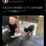 レス84番の画像サムネイル