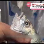 レス2番の画像サムネイル