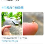 レス1番の画像サムネイル