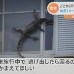 レス2番の画像サムネイル