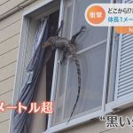 レス2番の画像サムネイル