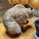 レス2番のサムネイル画像