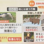 レス13番のサムネイル画像