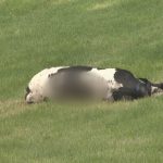 レス13番のサムネイル画像