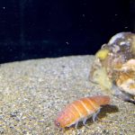 レス1番のサムネイル画像