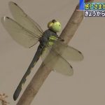 レス1番のサムネイル画像