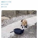 レス14番のサムネイル画像