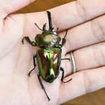 レス1番のサムネイル画像