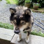レス2番のサムネイル画像