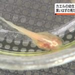 レス1番のサムネイル画像