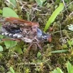 レス2番のサムネイル画像