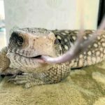 レス5番のサムネイル画像